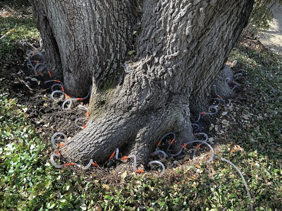 Detailed Tree Cabling and Bracing job site in Lake Bronson